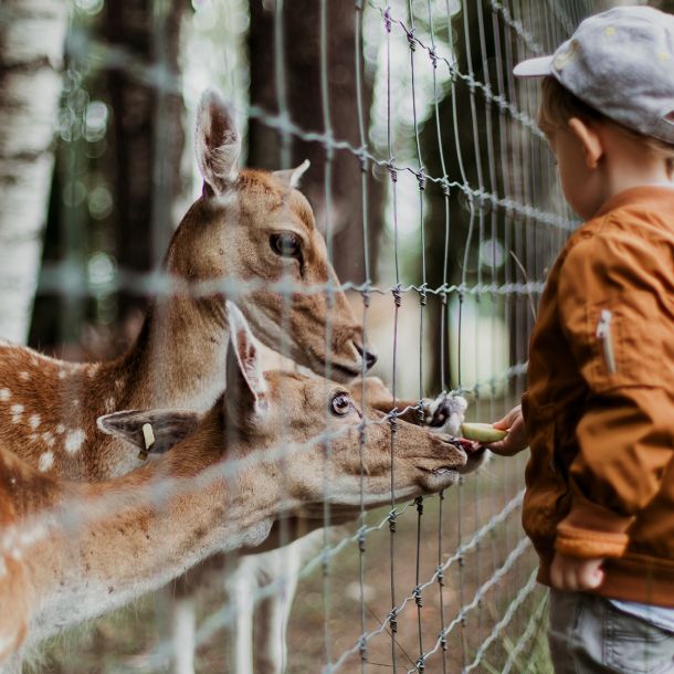 Animals on the farm